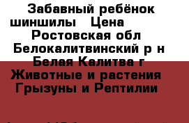 Забавный ребёнок шиншилы › Цена ­ 2 000 - Ростовская обл., Белокалитвинский р-н, Белая Калитва г. Животные и растения » Грызуны и Рептилии   